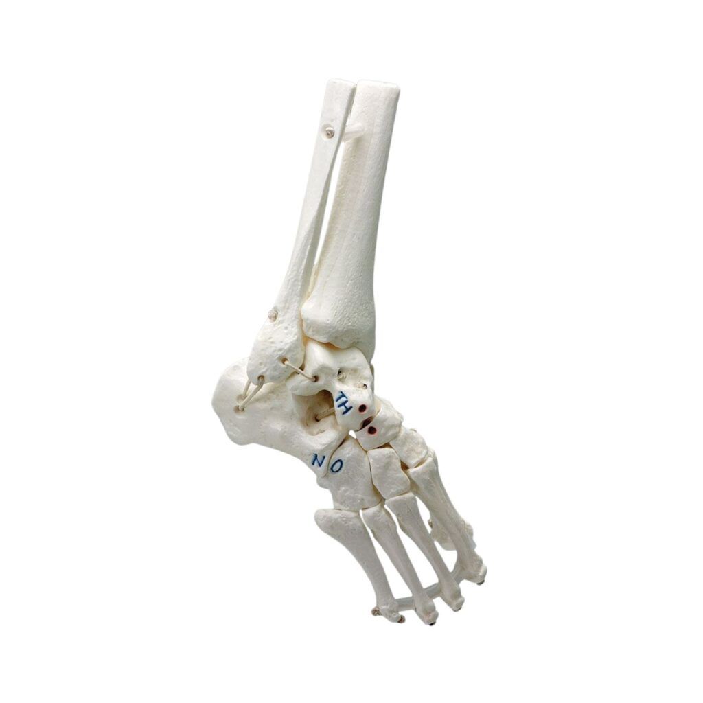 model_dolní_končetina model_dolní_končetina